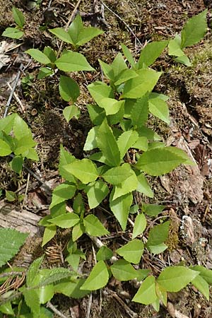 Prunus serotina \ Sp�te Traubenkirsche / Rum Drupes, D Viernheim 3.5.2018