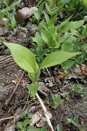 Prunus serotina \ Sp�te Traubenkirsche / Rum Drupes, D Viernheim 3.5.2018