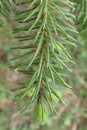 Picea sitchensis \ Sitka-Fichte / Sitka Spruce, D Breitscheid 9.5.2018