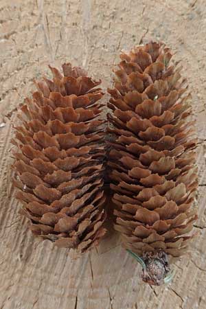 Picea sitchensis \ Sitka-Fichte / Sitka Spruce, D Breitscheid 9.5.2018