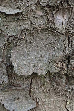 Picea sitchensis \ Sitka-Fichte / Sitka Spruce, D Breitscheid 9.5.2018