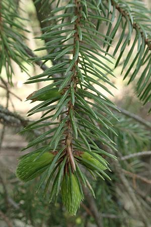 Picea sitchensis, Sitka-Fichte