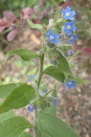 Pentaglottis sempervirens \ Ausdauernde Ochsenzunge, Spanische Ochsenzunge / Green Alkanet, Evergreen Bugloss, D Krefeld-H&uuml;ls 23.5.2018