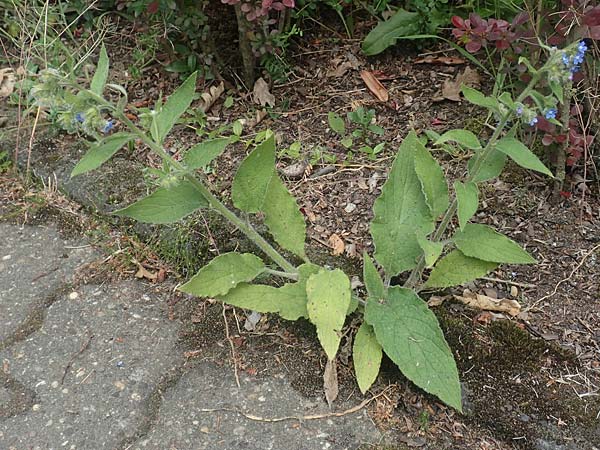 Pentaglottis sempervirens \ Ausdauernde Ochsenzunge, Spanische Ochsenzunge / Green Alkanet, Evergreen Bugloss, D Krefeld-H&uuml;ls 23.5.2018