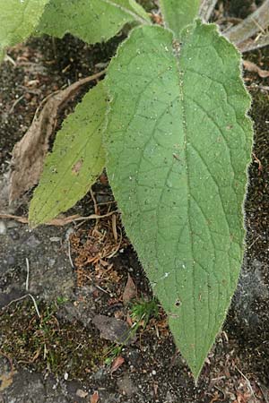 Pentaglottis sempervirens \ Ausdauernde Ochsenzunge, Spanische Ochsenzunge / Green Alkanet, Evergreen Bugloss, D Krefeld-H&uuml;ls 23.5.2018