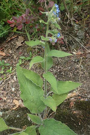 Pentaglottis sempervirens \ Ausdauernde Ochsenzunge, Spanische Ochsenzunge / Green Alkanet, Evergreen Bugloss, D Krefeld-H&uuml;ls 23.5.2018