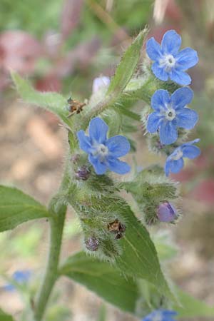 Pentaglottis sempervirens \ Ausdauernde Ochsenzunge, Spanische Ochsenzunge / Green Alkanet, Evergreen Bugloss, D Krefeld-H&uuml;ls 23.5.2018