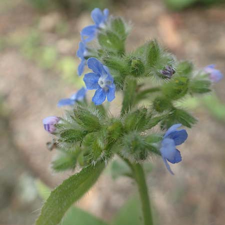 Pentaglottis sempervirens \ Ausdauernde Ochsenzunge, Spanische Ochsenzunge / Green Alkanet, Evergreen Bugloss, D Krefeld-H&uuml;ls 23.5.2018