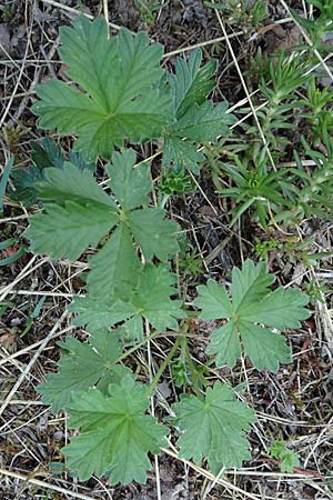 Potentilla schultzii \ Schultz' H&uuml;gel-Fingerkraut / Schultz' Cinquefoil, D Theisbergstegen 30.5.2018