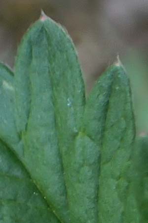Potentilla schultzii \ Schultz' H&uuml;gel-Fingerkraut / Schultz' Cinquefoil, D Theisbergstegen 30.5.2018