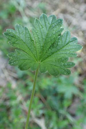 Potentilla schultzii \ Schultz' H&uuml;gel-Fingerkraut / Schultz' Cinquefoil, D Theisbergstegen 30.5.2018