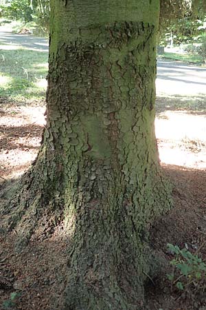 Picea omorika \ Serbische Fichte, Omorika-Fichte / Serbian Spruce, D Bonn 9.7.2018