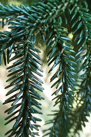 Picea omorika \ Serbische Fichte, Omorika-Fichte / Serbian Spruce, D Bonn 9.7.2018