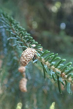 Picea omorika \ Serbische Fichte, Omorika-Fichte / Serbian Spruce, D Bonn 9.7.2018