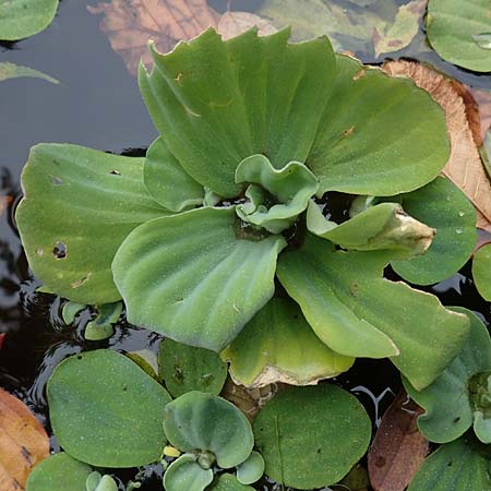 Pistia stratiotes \ Wassersalat, Muschelblume / Water Cabbage, D L&uuml;dinghausen 23.10.2018