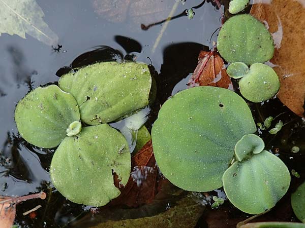 Pistia stratiotes \ Wassersalat, Muschelblume / Water Cabbage, D L&uuml;dinghausen 23.10.2018