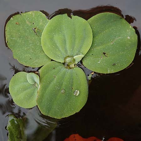 Pistia stratiotes \ Wassersalat, Muschelblume / Water Cabbage, D L&uuml;dinghausen 23.10.2018