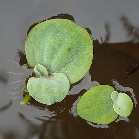 Pistia stratiotes \ Wassersalat, Muschelblume / Water Cabbage, D L&uuml;dinghausen 23.10.2018
