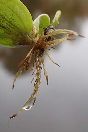 Pistia stratiotes \ Wassersalat, Muschelblume / Water Cabbage, D L&uuml;dinghausen 23.10.2018