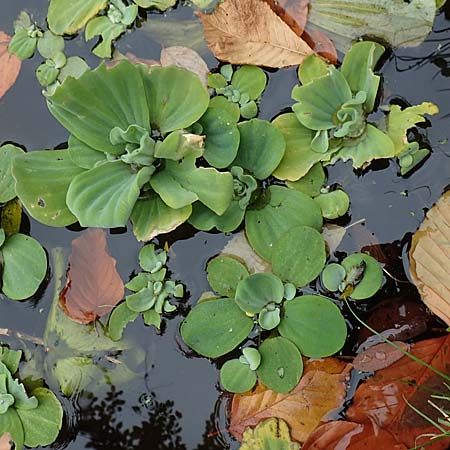 Pistia stratiotes \ Wassersalat, Muschelblume / Water Cabbage, D L&uuml;dinghausen 23.10.2018
