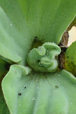 Pistia stratiotes \ Wassersalat, Muschelblume / Water Cabbage, D L&uuml;dinghausen 23.10.2018