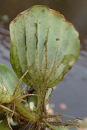 Pistia stratiotes \ Wassersalat, Muschelblume / Water Cabbage, D L&uuml;dinghausen 23.10.2018