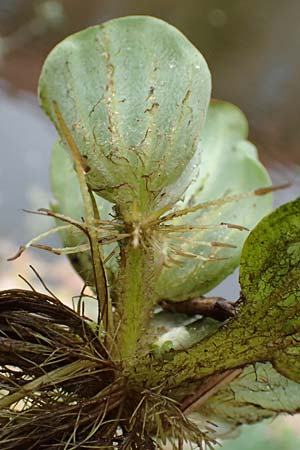 Pistia stratiotes \ Wassersalat, Muschelblume / Water Cabbage, D L&uuml;dinghausen 23.10.2018