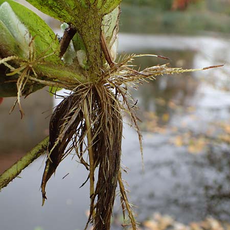 Pistia stratiotes \ Wassersalat, Muschelblume / Water Cabbage, D L&uuml;dinghausen 23.10.2018