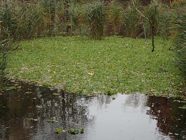 Pistia stratiotes \ Wassersalat, Muschelblume / Water Cabbage, D L&uuml;dinghausen 23.10.2018