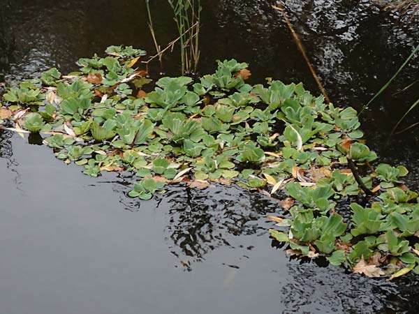 Pistia stratiotes \ Wassersalat, Muschelblume / Water Cabbage, D L&uuml;dinghausen 23.10.2018