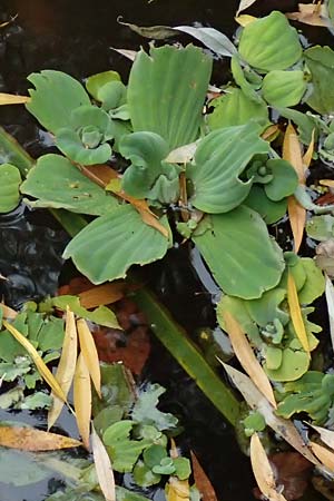 Pistia stratiotes \ Wassersalat, Muschelblume / Water Cabbage, D L&uuml;dinghausen 23.10.2018