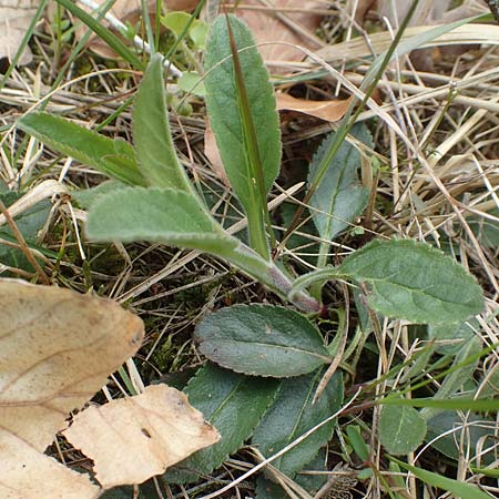 Veronica spicata \ &Auml;hriger Blauweiderich, &Auml;hriger Ehrenpreis / Spiked Speedwell, D Schwetzingen 12.4.2019