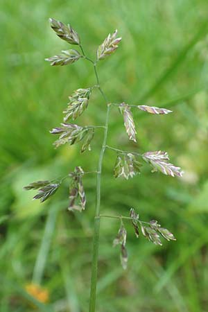 Poa supina \ Niedriges Rispengras, L�ger-Rispengras / Supina Blue Grass, D Aachen 24.4.2019