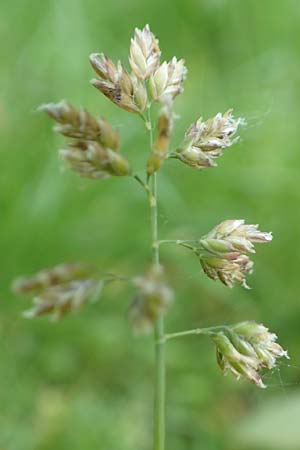 Poa supina \ Niedriges Rispengras, L�ger-Rispengras / Supina Blue Grass, D Aachen 24.4.2019