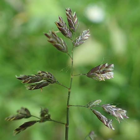 Poa supina \ Niedriges Rispengras, L�ger-Rispengras / Supina Blue Grass, D Aachen 24.4.2019