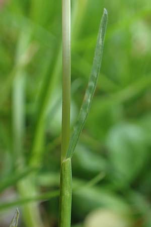 Poa supina \ Niedriges Rispengras, L�ger-Rispengras / Supina Blue Grass, D Aachen 24.4.2019