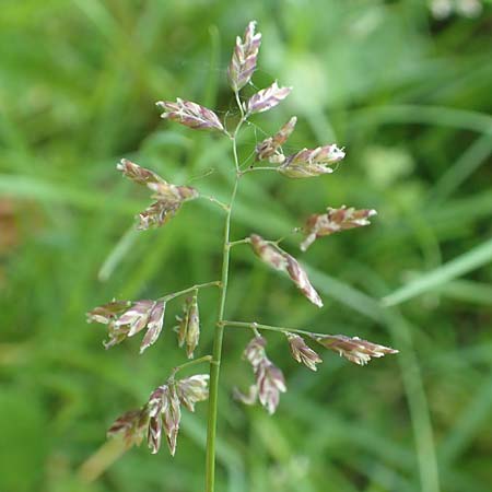 Poa supina \ Niedriges Rispengras, L�ger-Rispengras / Supina Blue Grass, D Aachen 24.4.2019