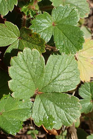 Potentilla sterilis \ Erdbeer-Fingerkraut / Barren Strawberry, D Neckarsteinach 14.10.2019