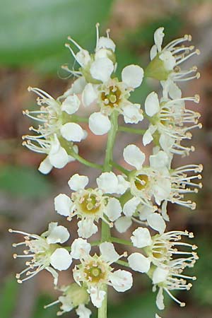 Prunus serotina \ Sp�te Traubenkirsche / Rum Drupes, D Mannheim 13.5.2020