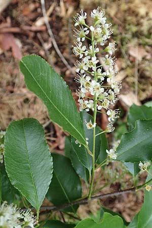 Prunus serotina \ Sp�te Traubenkirsche / Rum Drupes, D Mannheim 13.5.2020