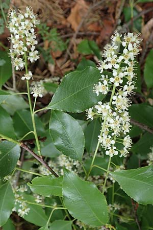 Prunus serotina \ Sp�te Traubenkirsche / Rum Drupes, D Mannheim 13.5.2020