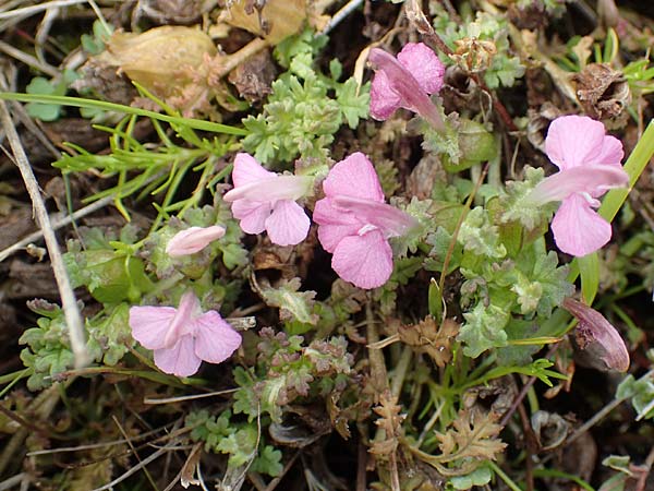 Pedicularis sylvatica \ Wald-L�usekraut / Common Louseport, D Hunsr&uuml;ck, B&ouml;rfink 18.7.2020