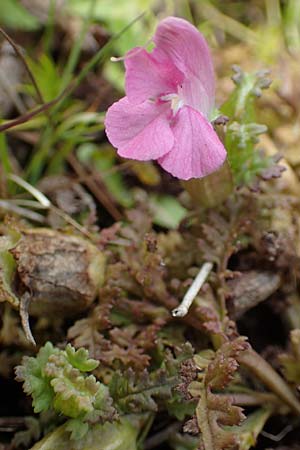 Pedicularis sylvatica \ Wald-L�usekraut / Common Louseport, D Hunsr&uuml;ck, B&ouml;rfink 18.7.2020