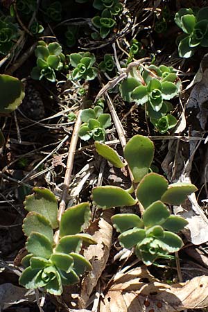 Sedum spurium \ Kaukasischer Mauerpfeffer / Caucasian Stonecrop, D Brensbach 10.10.2020