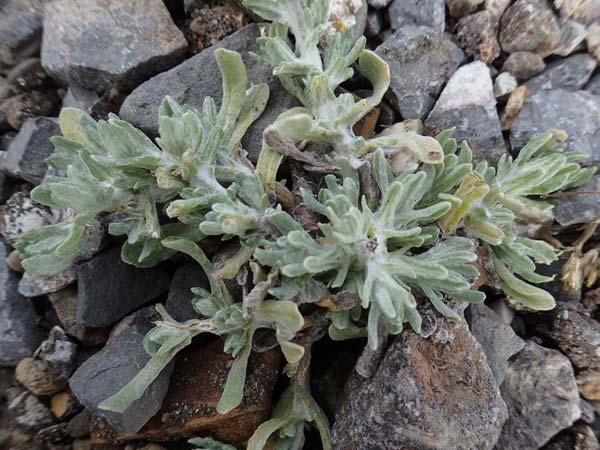 Helichrysum luteoalbum \ Gelbwei�es Schein-Strohblume / Jersey Everlasting Daisy, D Dorsten 20.6.2022