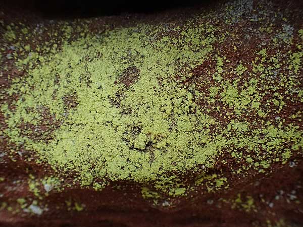 Psilolechia lucida ? \ Gelbfr&uuml;chtige Schwefelflechte / Shining Psilolechia, D Eppenbrunn 3.11.2022