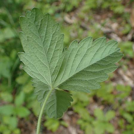 Potentilla sterilis \ Erdbeer-Fingerkraut / Barren Strawberry, D H&ouml;pfingen 20.5.2023