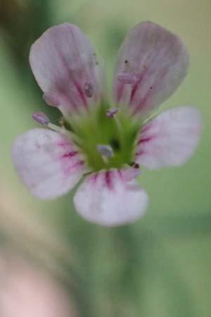 Petrorhagia saxifraga \ Steinbrech-Felsennelke / Tunic Flower, D Mannheim 1.7.2023