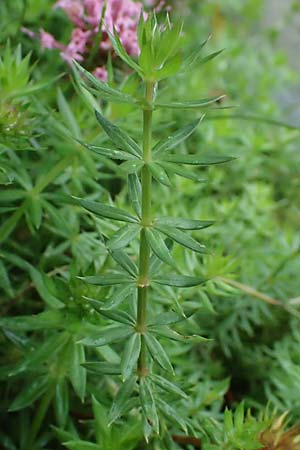 Phuopsis stylosa \ Baldrian-Gesicht, Langgriffeliger Rosenwaldmeister / Crosswort, D Witten 1.8.2023