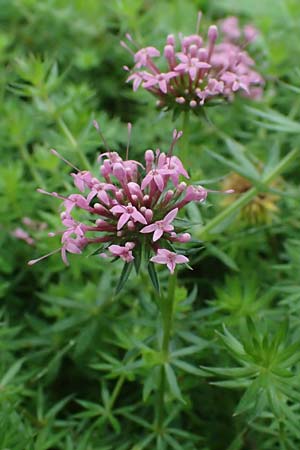 Phuopsis stylosa \ Baldrian-Gesicht, Langgriffeliger Rosenwaldmeister / Crosswort, D Witten 1.8.2023